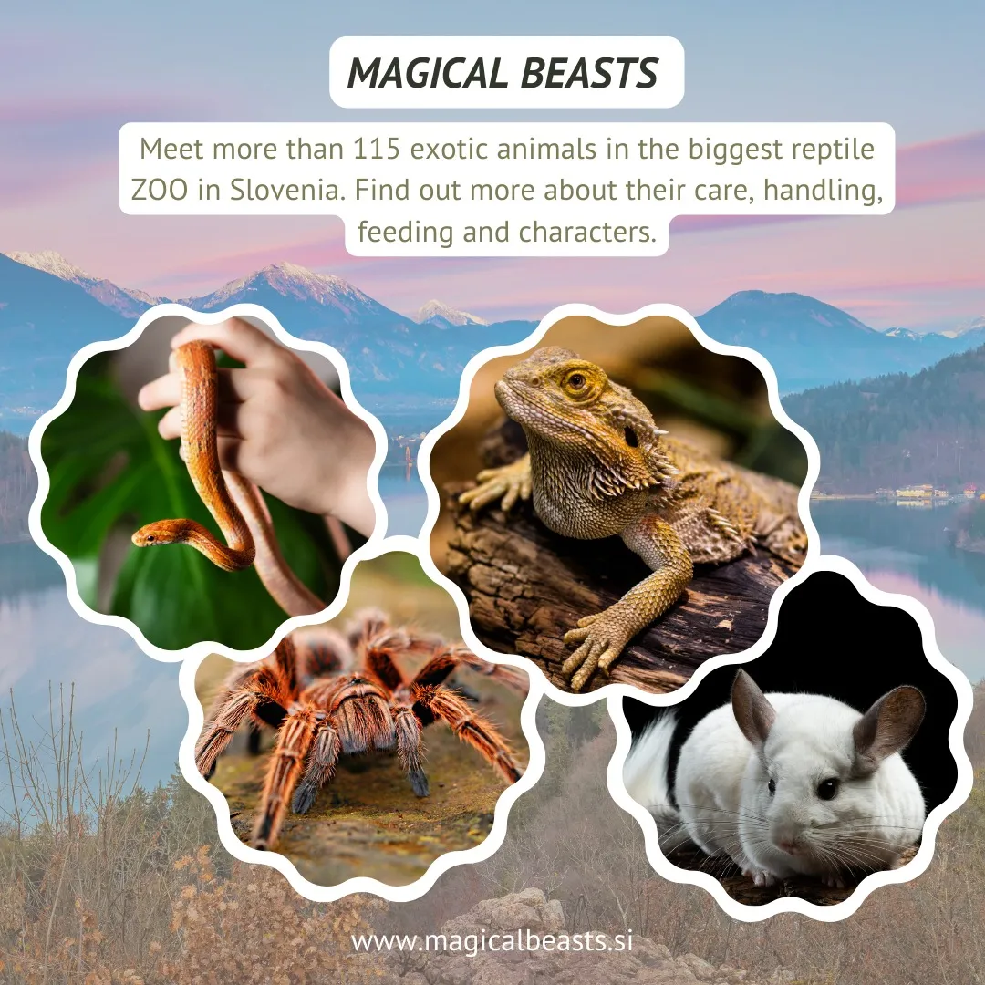 Slika za Eksotične živali